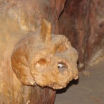 Der Schädel Petralona 1