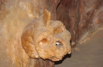 Der Schädel Petralona 1