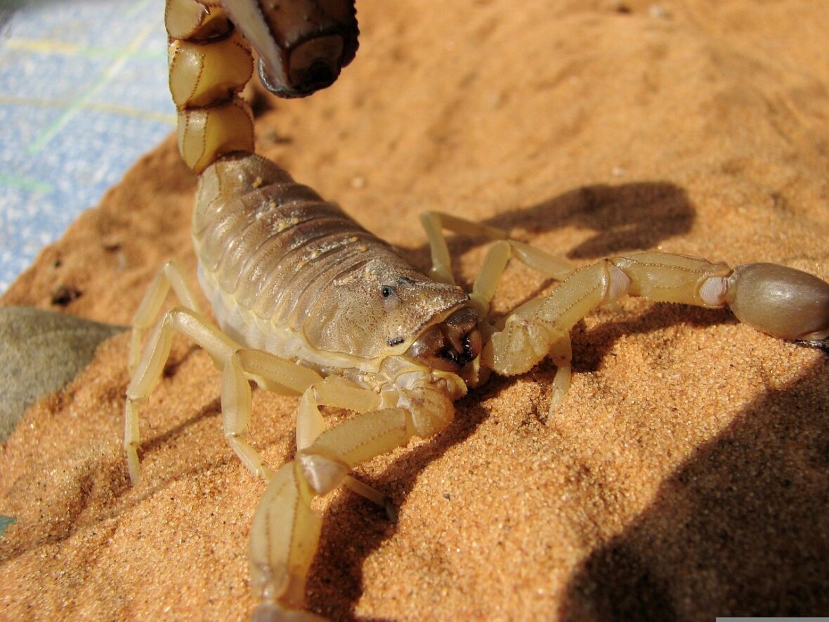 Skorpion