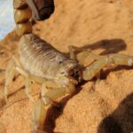 Skorpion